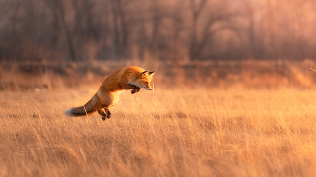 Red furry fox in a jump for prey in a dry yellow field