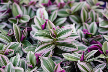 Tradescantia albiflora. This plant have succulent leaves, variegated pink, green and purple. This cultivar is the Tradescantia albiflora “Nanouk".