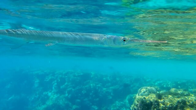 Closeup portrait of Needlefish swims under surface of the blue water reflecting from the water surface. Underwater life in the ocean (4K-60pfs).