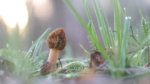morel at sunrise among the grass and dew