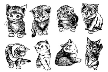 Vector set of cats on white, adorable kittens elements in grapical style