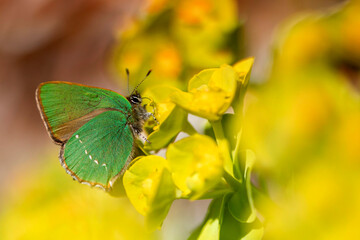 gruener Zipfelfalter