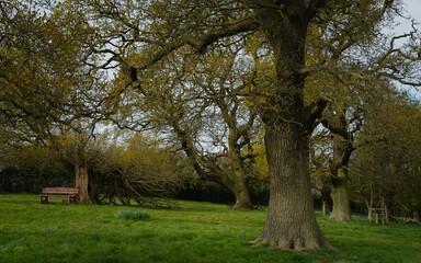 Storm damage to established trees on public parkland in Beverley, UK.