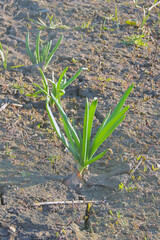 green onions and garlic in the garden