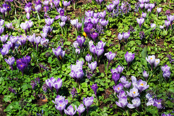 Beautiful first spring flowers crocuses bloom under bright sunlight in the park.