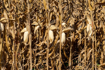 dry corn plantation, ready for harvest