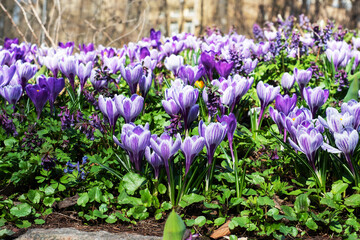 Beautiful first spring flowers crocuses bloom under bright sunlight in the park.