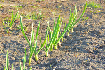 green onions and garlic in the garden