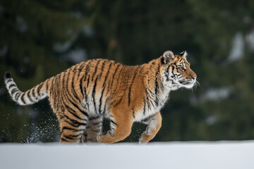 Siberian Tiger running in snow. Beautiful, dynamic and powerful photo of this majestic animal. Set in environment typical for this amazing animal. Birches and meadows