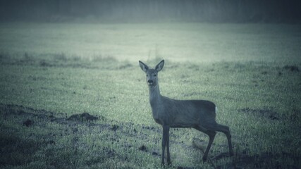 deer in the woods © Marcin