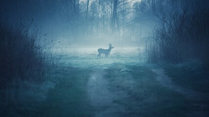 silhouette of a person © Marcin
