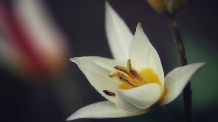 Naklejka na ściany i meble close up of a flower