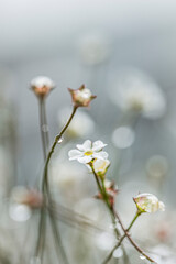 Nahaufnahme von Regentropfen auf Blüten und Zweigen