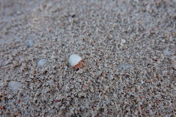 lil' Conch on the beach