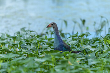 Purple Swamphen(Purple Gallinule) water bird