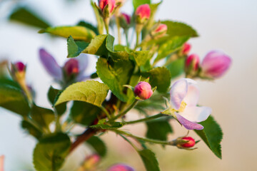 Blooming apple on a background of blue sky