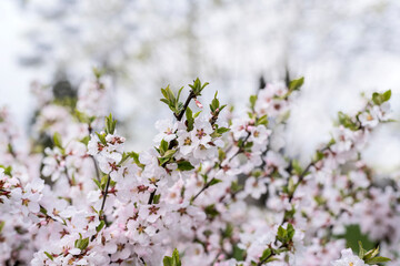Spring background of apricot flowers on tree branches
