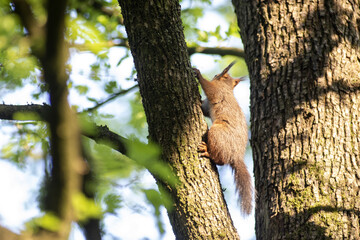 sciurus vulgaris scoiattolo rosso bruno nei giardini della villa reale lombardia monza brianza