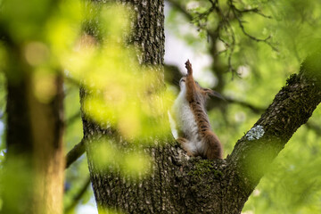 sciurus vulgaris si arrampica nel parco di monza