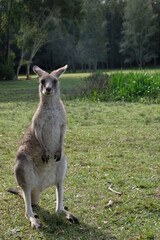 kangaroo in action