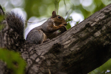 sciurus carolinensis scoiattolo grigio villa reale monza