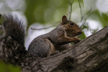 scoiattolo grigio mangia noce