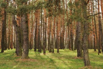 Thick beautiful spring forest with pine trees. Clean environment. Peaceful time