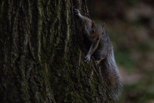 sciurus carolinensis nel bosco ombra all'erta predatori