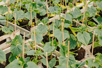 Fototapeta premium Seedling of cucumbers in wooden boxes in a plant nursery. Buy seedlings for the garden in the store. Buy and plant small plants in spring 