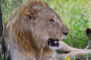 Relaxing Lion in Etosha National Park in Namibia