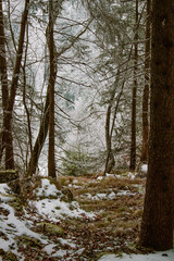 Fototapeta na wymiar Blick in den Wald im Winter mit ein wenig Schnee auf dem Boden