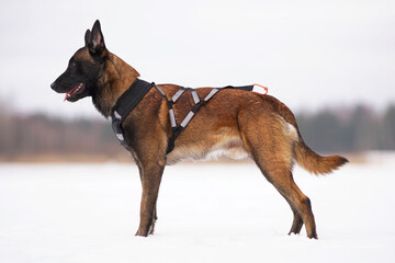 Obedient Belgian Shepherd dog Malinois posing outdoors in winter standing on a snow wearing a black X-back sled dog harness with reflectors