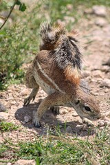 African Squirrel having fun at Etosha National Park in Namibia