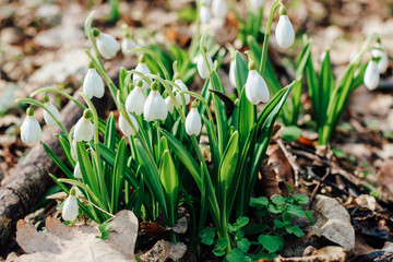 Snowdrops in a clearing in the forest. Spring primroses
