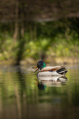 Ebenerdiger Blick auf Enten am Wasser