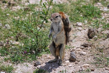 African Squirrel having fun at Etosha National Park in Namibia
