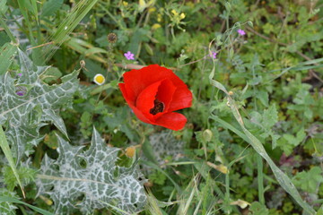 red poppy flower