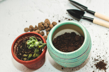 The succulent pachyphytum is transplanted into a new pot using garden tools.