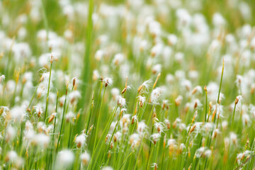 Bog grass with white flowers, found in Alaska, United States
