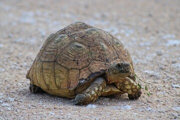 A Lonely Tortoise on the Road in Etosha National Park in Namibia
