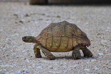 A Lonely Tortoise on the Road in Etosha National Park in Namibia