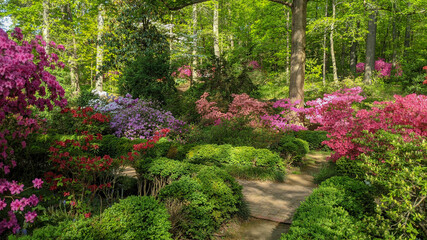 Azalea collections at the National Arboretum