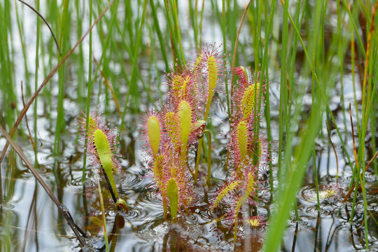 Sundew, beautiful long leaved (Drosera anglica) carnivorous plant found in bog, Alaska, United States