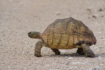 A Lonely Tortoise on the Road in Etosha National Park in Namibia