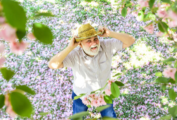 spring garden. senior man with gray beard in straw hat. happy retirement. grandfather smiling while watching pink sakura blossom. man under cherry blooming tree. old man enjoy spring nature