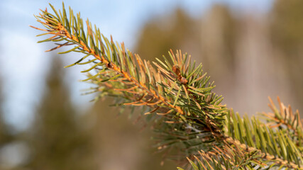 Spruce branch, sunny day. Close-up.
