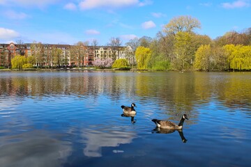 Geese on a local pond in Schrevenpark in Kiel, the capital city of Schleswig-Holstein in Germany