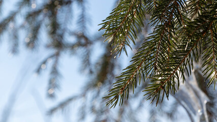 Spruce branch, sunny day. Close-up.