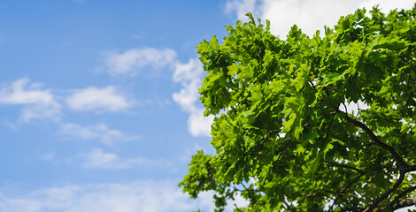 Leaves of a young oak tree on a blu sky background. Nature bunner.