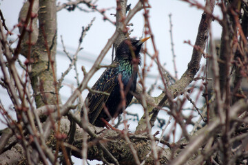 the rooks have arrived, the bird is on the tree